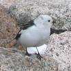 Snow Bunting